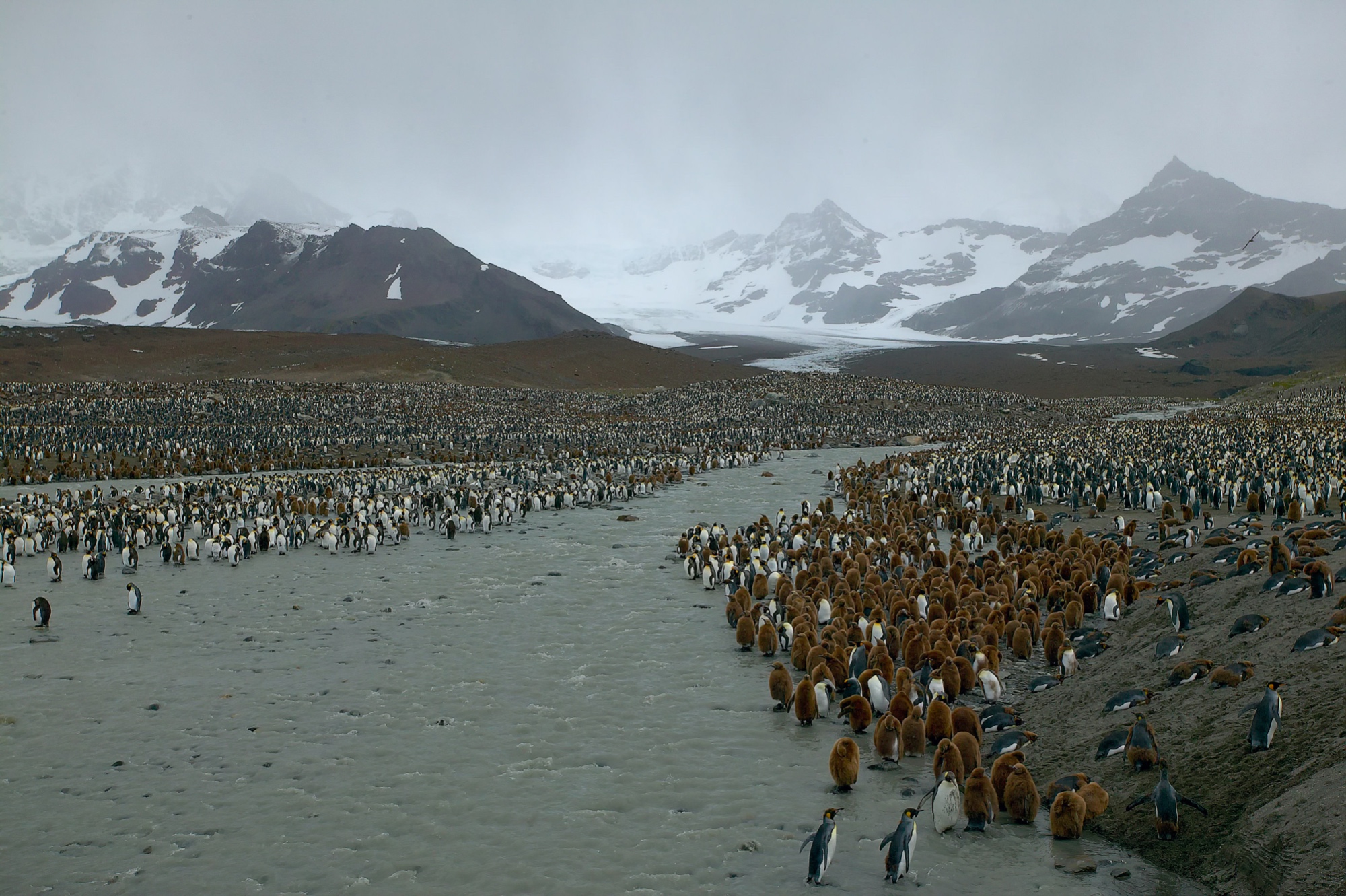 St. Andrews Bay, Süd Georgien